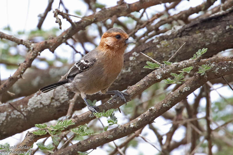 Red-throated Titadult, identification