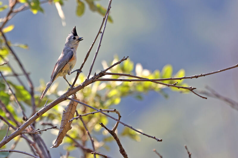 Mésange à plumet noiradulte