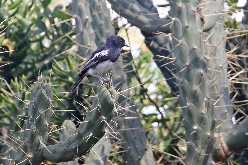 Mésange à ventre blancadulte