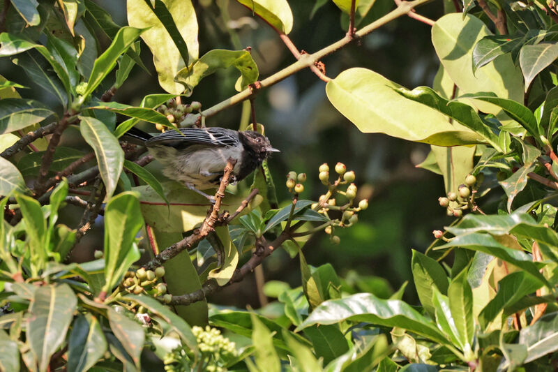 Mésange à ventre strié