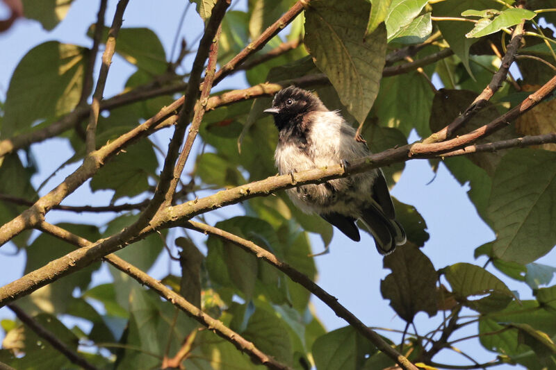 Mésange à ventre striéadulte