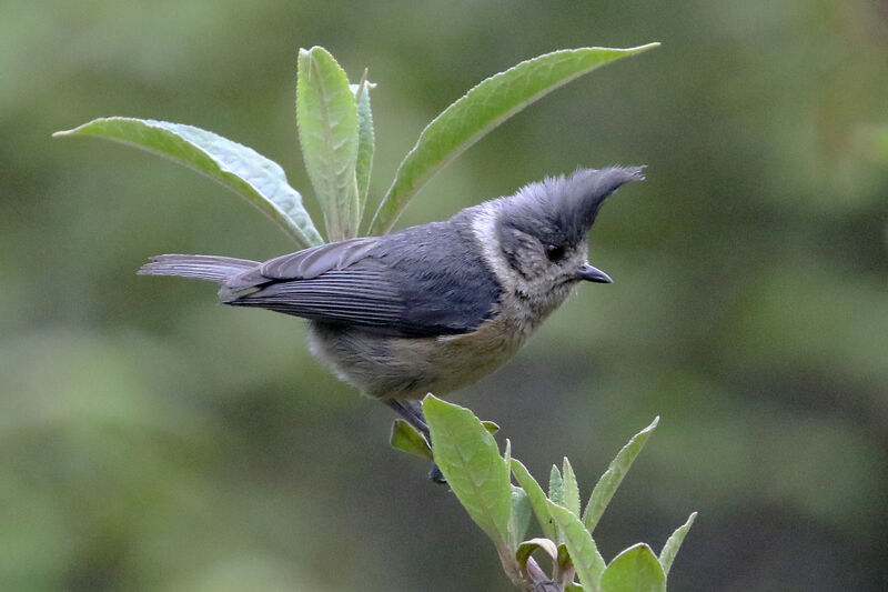 Grey-crested Titadult