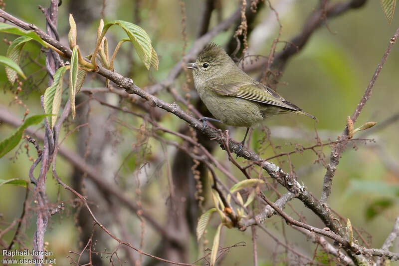 Mésange modesteadulte, identification