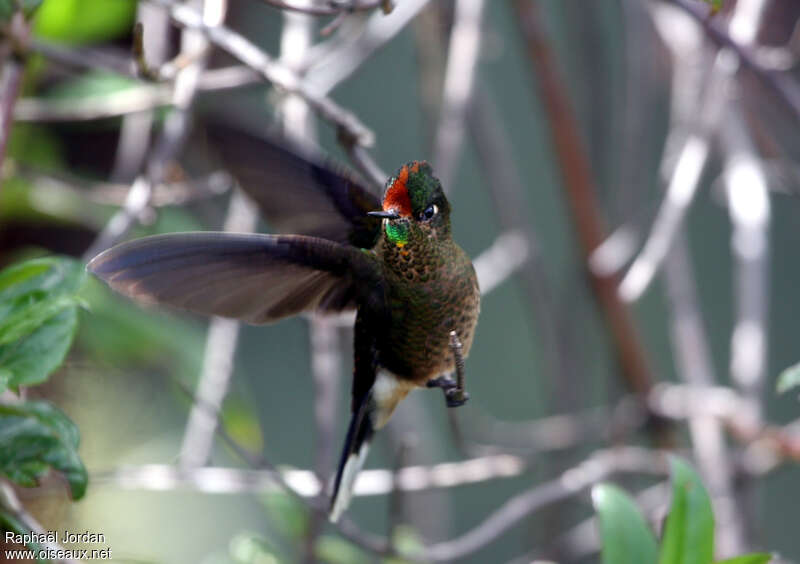 Rainbow-bearded Thornbill male adult, pigmentation, Flight