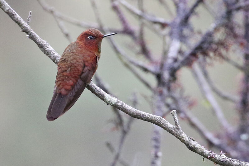 Coppery Metaltailadult