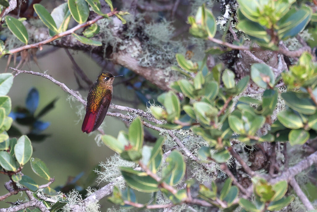 Métallure dorée femelle adulte