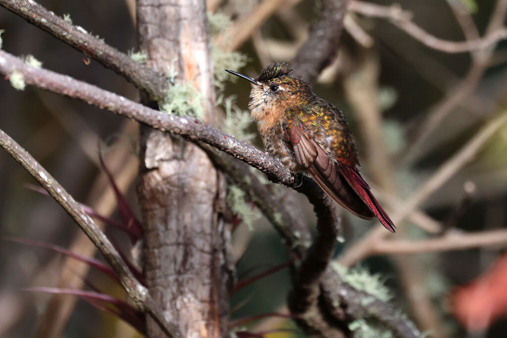 Métallure doréeimmature