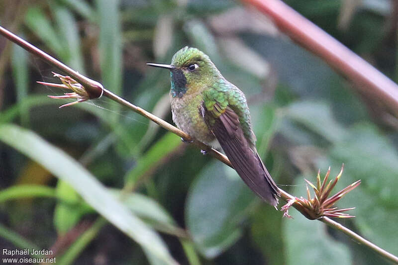 Tyrian Metaltail male adult, identification