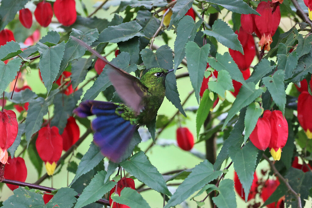 Métallure émeraude mâle adulte