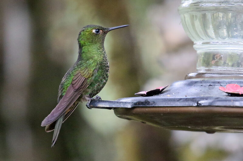 Viridian Metaltail female