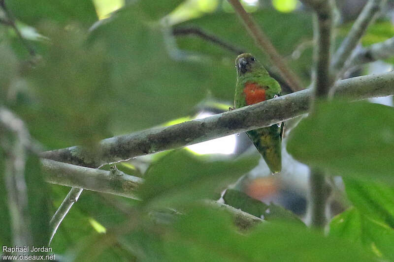 Yellow-capped Pygmy Parrotadult