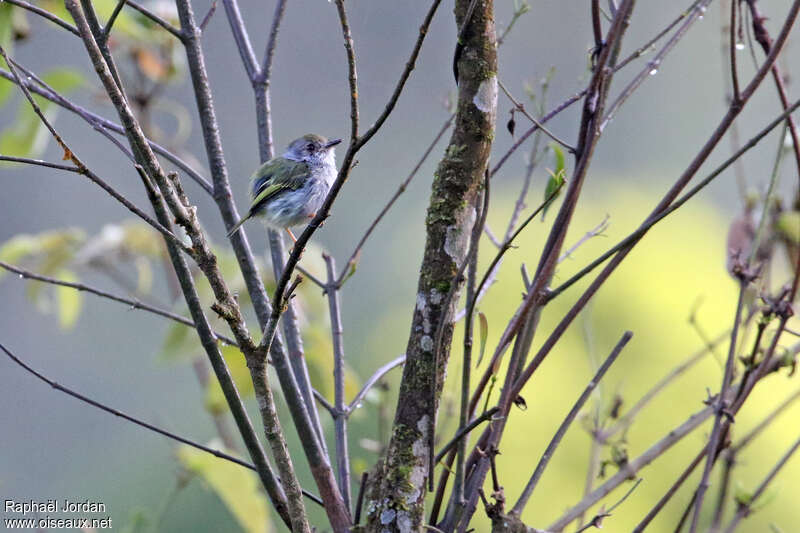 White-bellied Pygmy Tyrantadult, identification