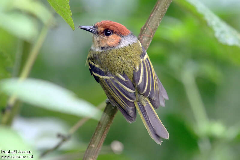 Rufous-crowned Tody-Flycatcheradult, pigmentation