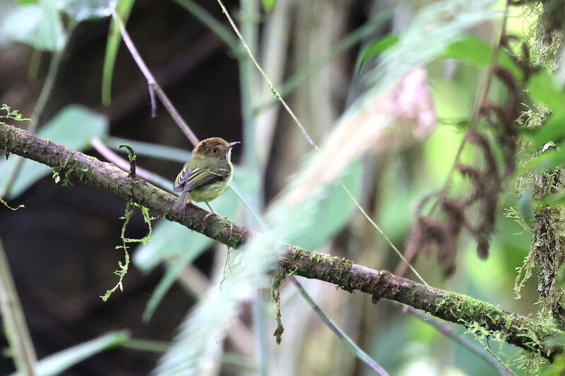 Scale-crested Pygmy Tyrantadult