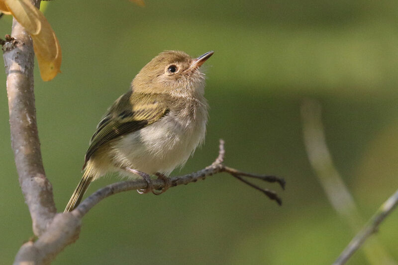 Pale-eyed Pygmy Tyrantimmature