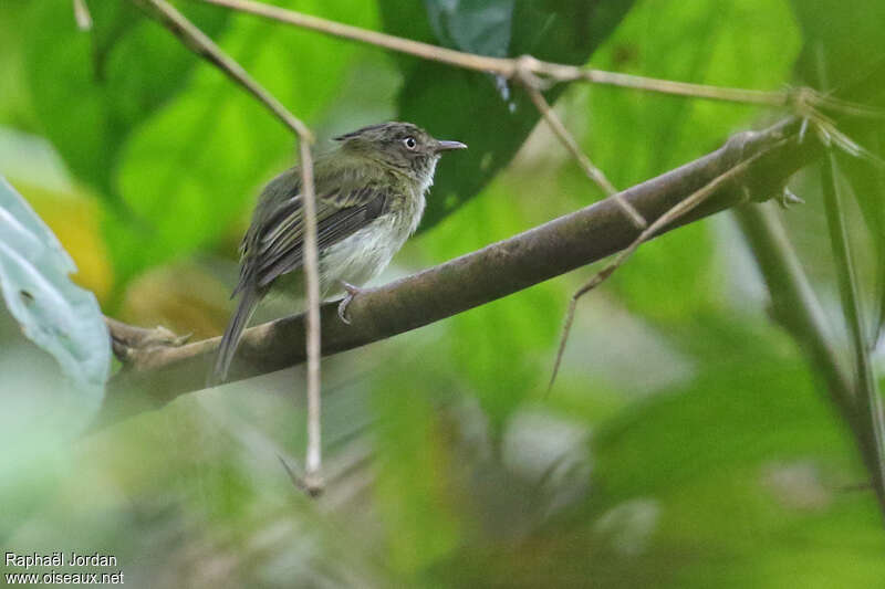 Long-crested Pygmy Tyrantadult, identification