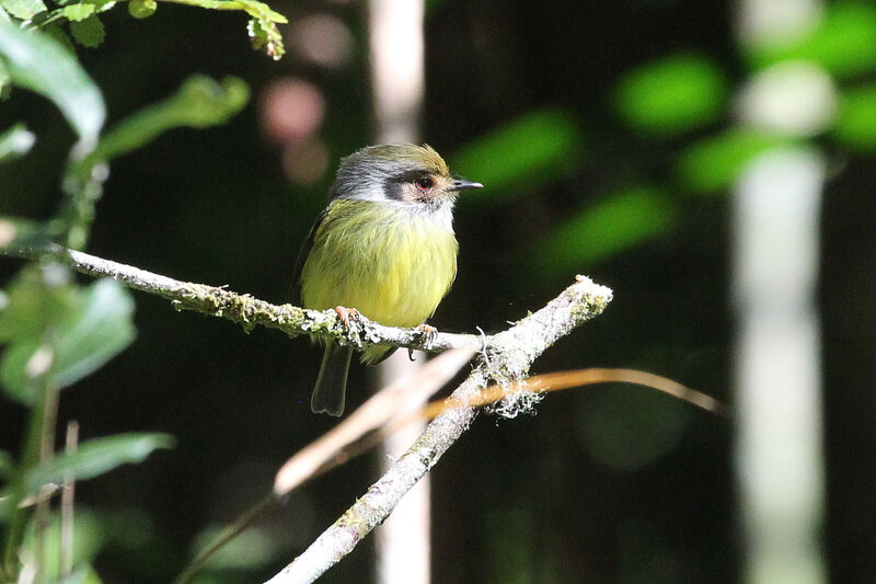 Eared Pygmy Tyrantadult