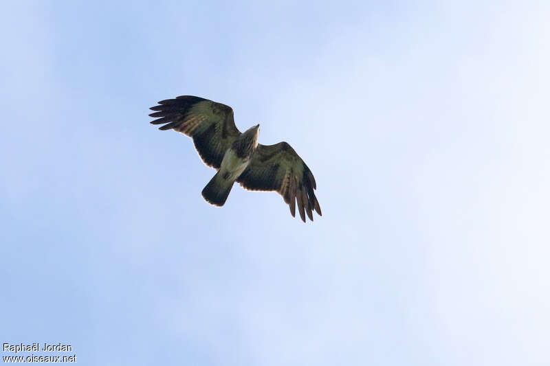 Brahminy Kiteimmature, pigmentation, Flight