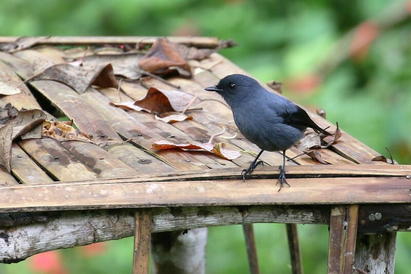 Slaty Robinadult