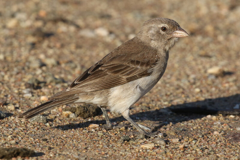 Moineau à point jauneadulte