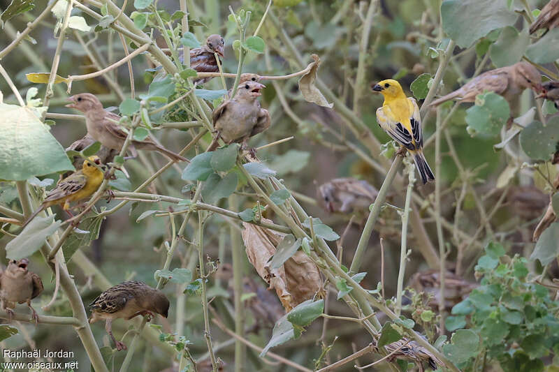 Moineau d'Arabie mâle adulte