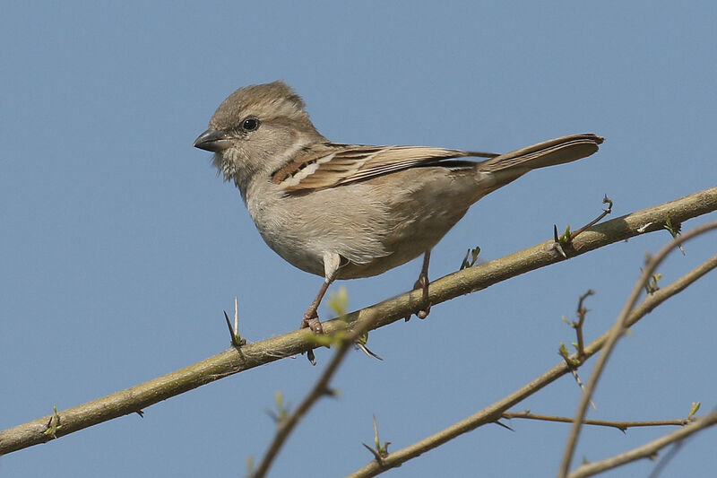 Moineau du Sind femelle adulte