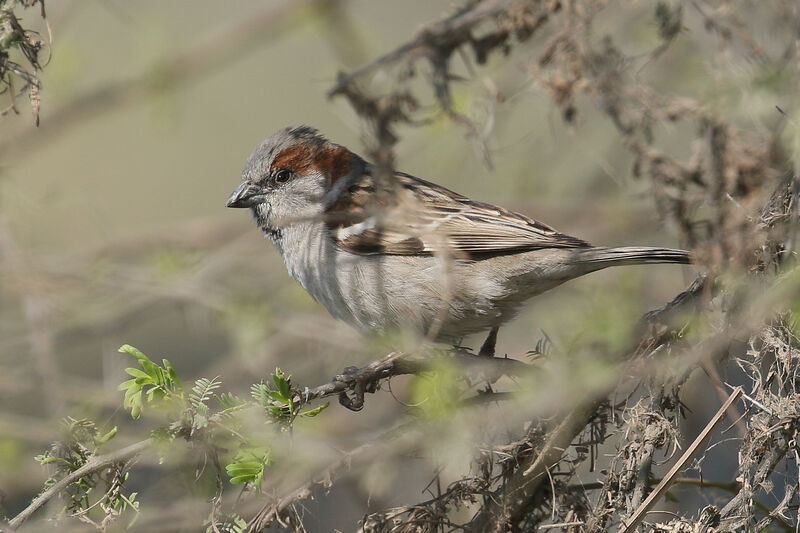 Sind Sparrow male adult