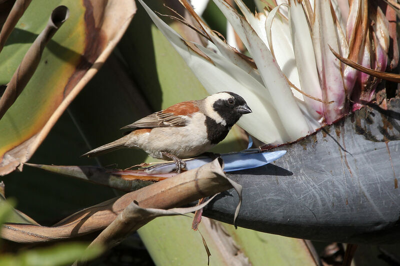 Cape Sparrow male adult