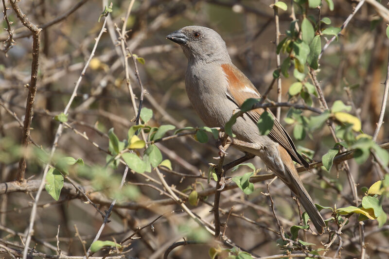 Moineau perroquetadulte