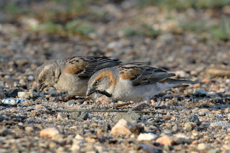 Kenya Sparrowadult