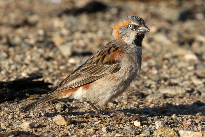 Moineau roux mâle adulte nuptial