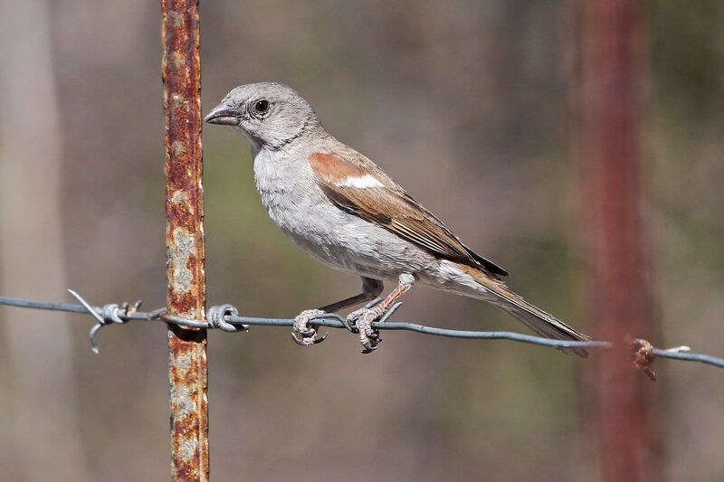 Moineau sud-africainadulte