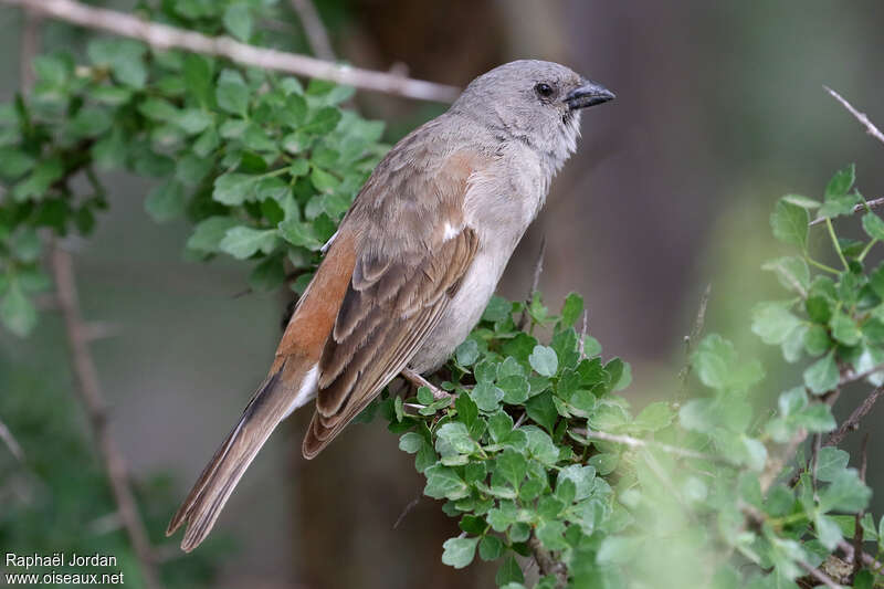 Moineau swahiliadulte, identification