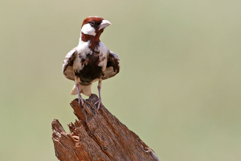 Chestnut-headed Sparrow-Lark male adult