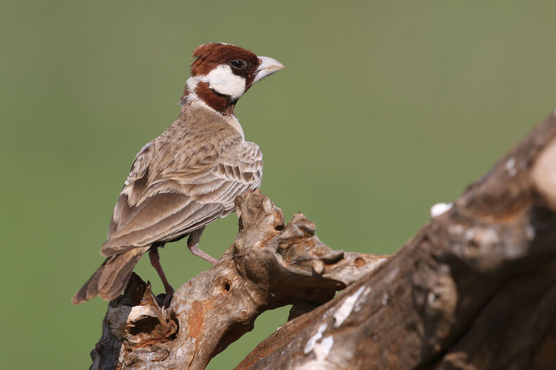 Chestnut-headed Sparrow-Lark male adult