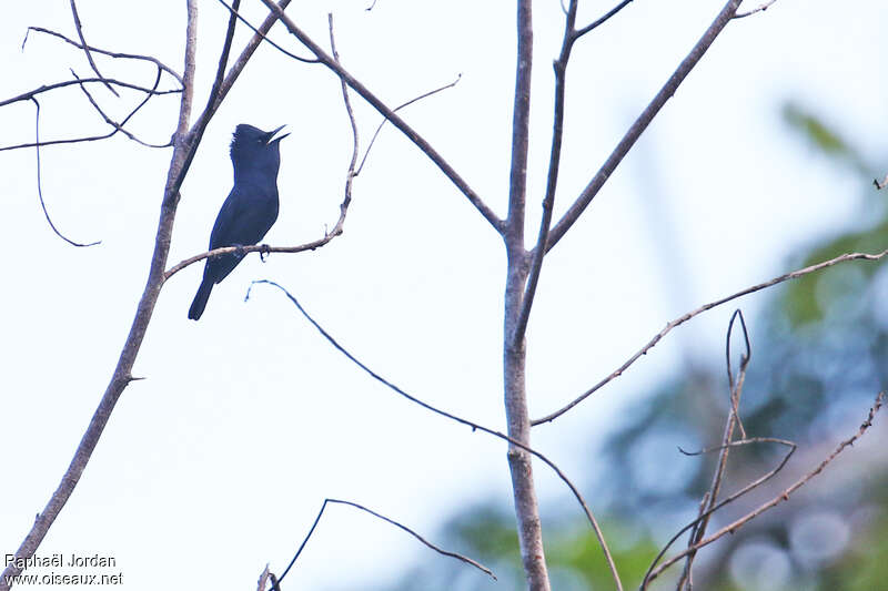 Monarque de Biak mâle adulte, identification, chant