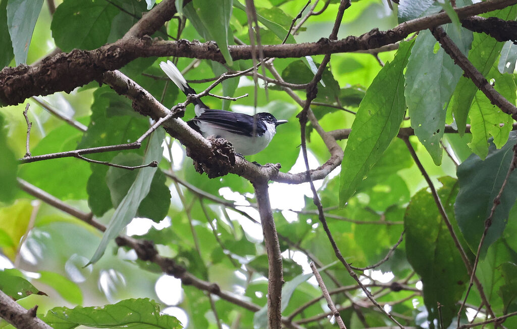 Boano Monarchadult