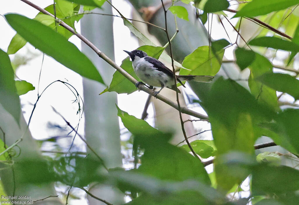 Boano Monarchimmature