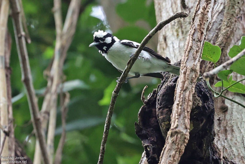Monarque des Tanimbar mâle adulte