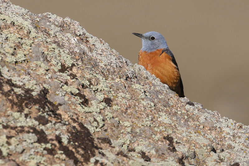 Common Rock Thrush male adult breeding