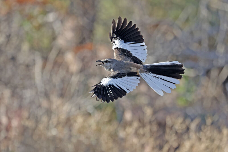 White-banded Mockingbirdadult