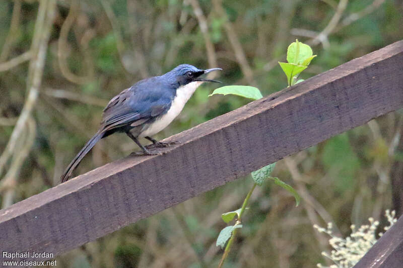 Moqueur bleu et blancadulte, identification