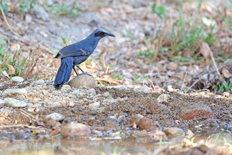 Blue Mockingbird