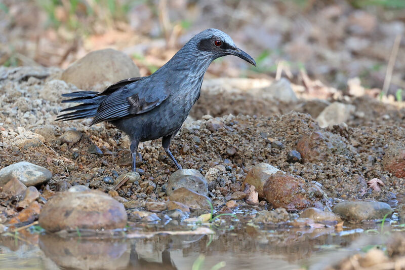 Blue Mockingbird