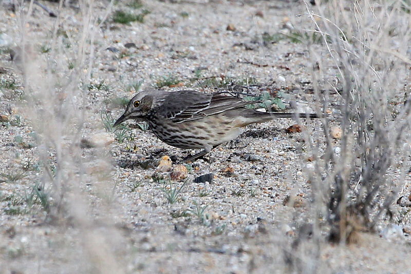 Sage Thrasheradult