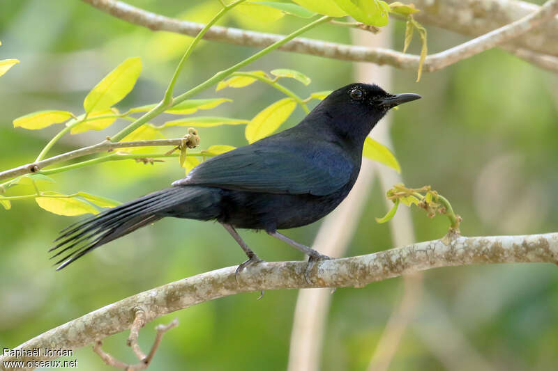 Black Catbirdadult, identification