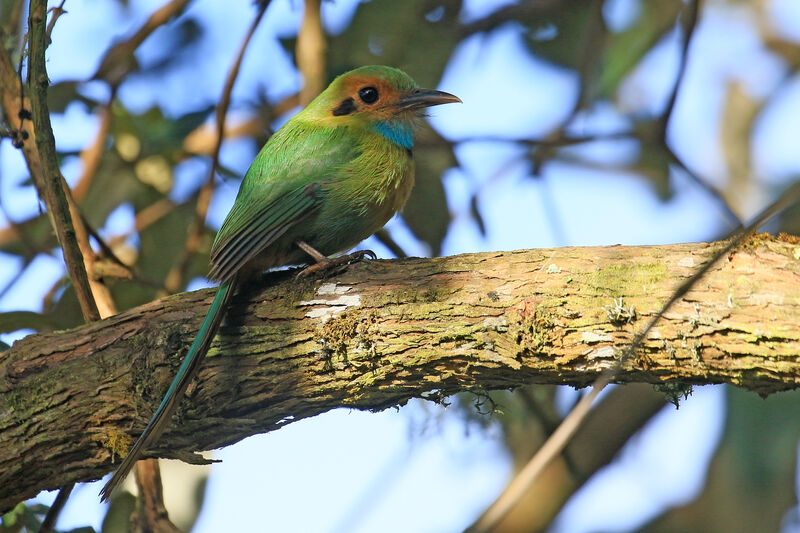 Motmot à gorge bleueadulte