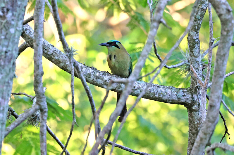 Motmot à tête bleue