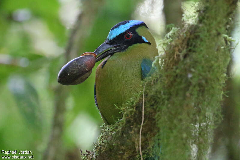 Motmot d'Équateuradulte, régime, mange