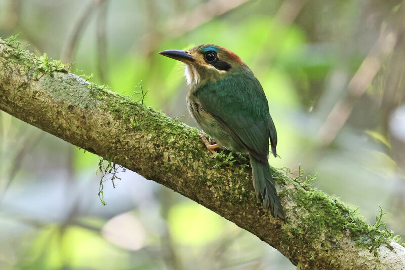 Tody Motmot